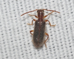 Cymatodera pubescens