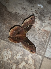 Callosamia angulifera