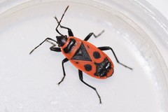 Pyrrhocoris apterus