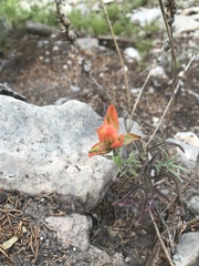 Castilleja tenuiflora