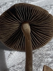 Panaeolus