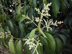 Miconieae