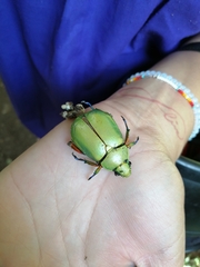 Chrysina macropus