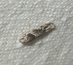 Recurvaria nanella