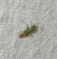 Orthotylus caprai