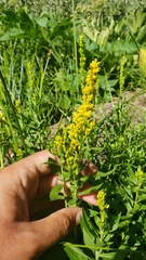Solidago elongata