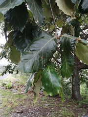Quercus liebmannii