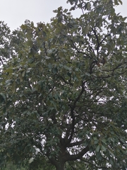 Quercus liebmannii