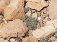 Astragalus calycosus