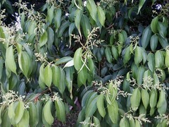 Miconieae
