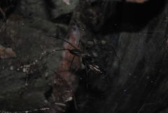 Corasoides australis