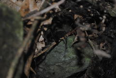 Corasoides australis