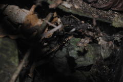 Corasoides australis