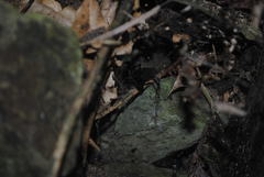 Corasoides australis