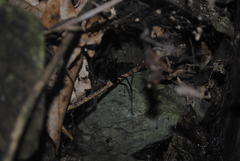 Corasoides australis