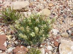 Oreocarya fulvocanescens