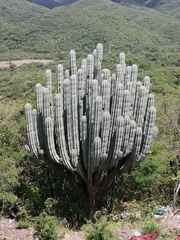 Pachycereus weberi