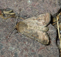 Hoplodrina blanda