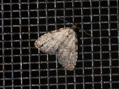 Dyspyralis puncticosta