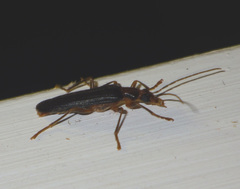 Nacerdes carniolica