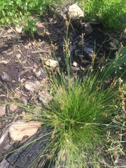 Bulbostylis capillaris