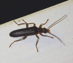 Nacerdes carniolica