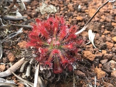 Drosera neocaledonica