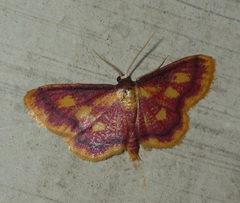 Idaea muricata