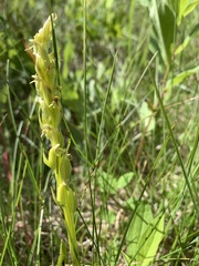 Platanthera huronensis