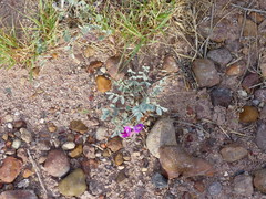 Astragalus amphioxys