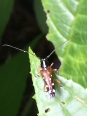 Glenea relicta