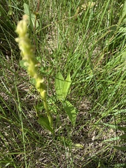 Platanthera huronensis
