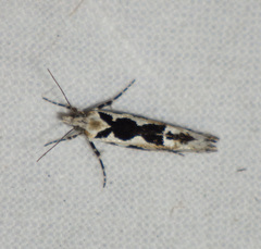 Ypsolopha sequella