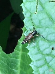 Glenea relicta