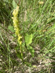 Platanthera huronensis