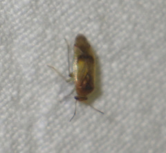 Pinalitus cervinus