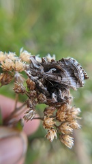 Autographa pseudogamma