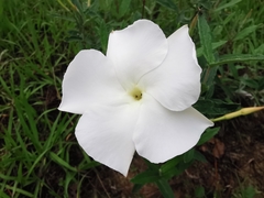 Mandevilla hypoleuca