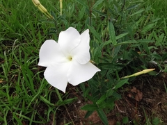 Mandevilla hypoleuca