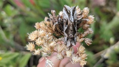 Autographa pseudogamma