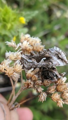 Autographa pseudogamma