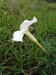 Mandevilla hypoleuca
