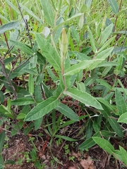 Mandevilla hypoleuca