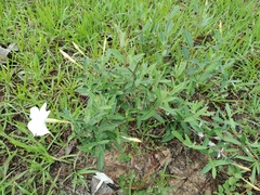 Mandevilla hypoleuca