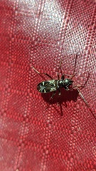 Slaterobius insignis