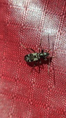 Slaterobius insignis