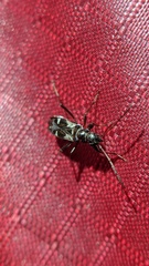 Slaterobius insignis