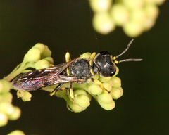 Ectemnius arcuatus