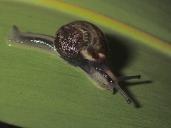 Helicarion permolle