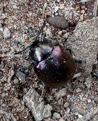 Leptinotarsa haldemani